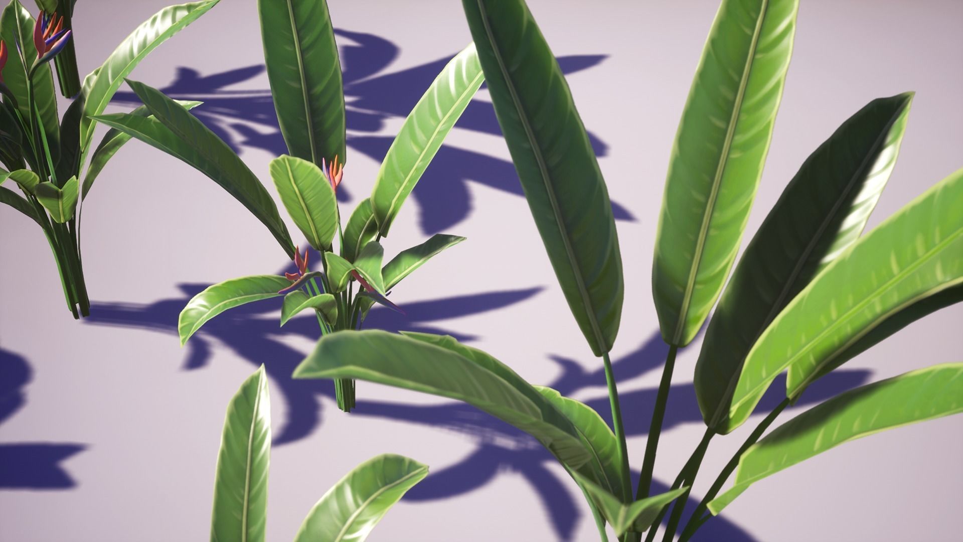 Banana and Strelitzia Plants Low-poly 3D model_12