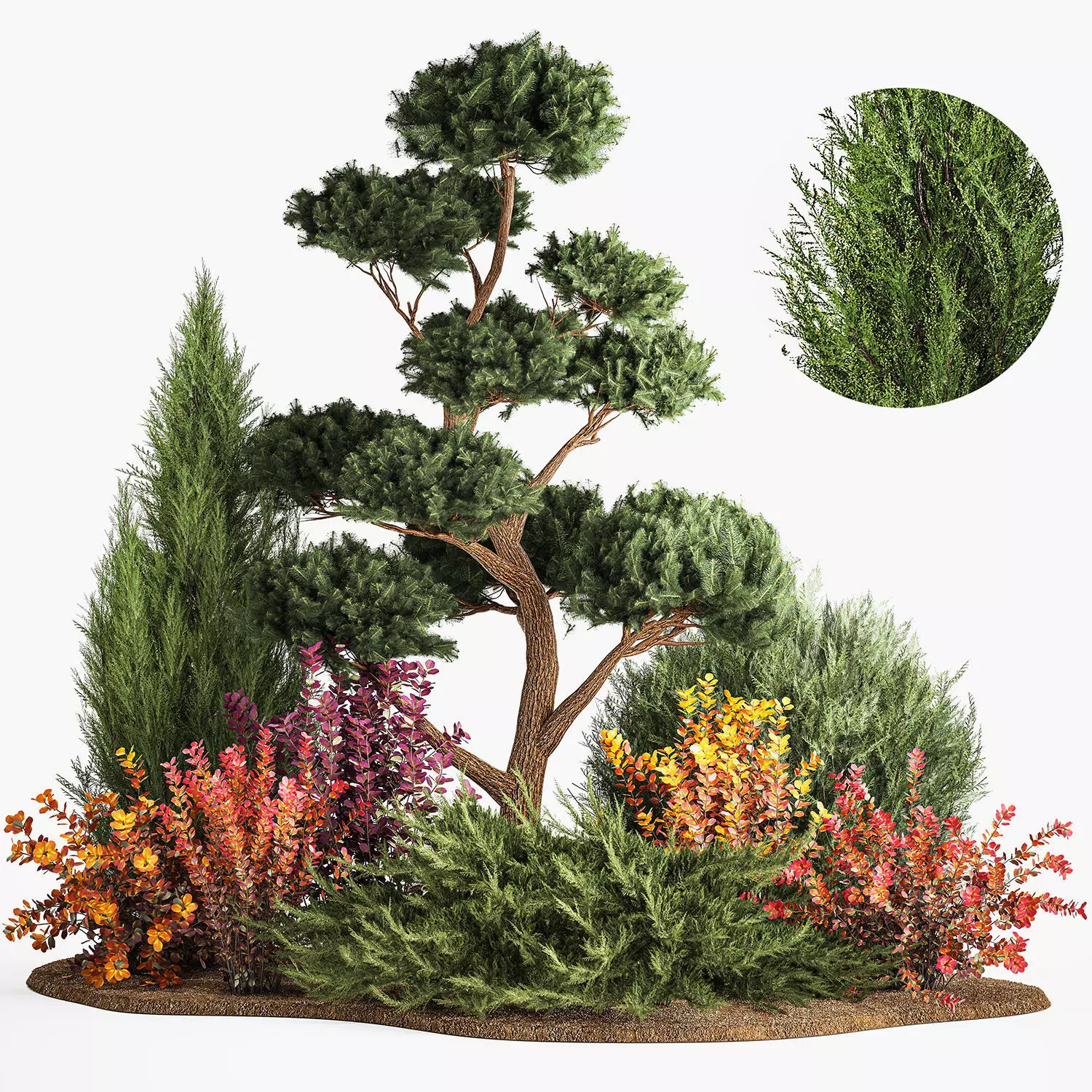 Garden of nivaki thuja juniper and barberry 1174 3D model_0