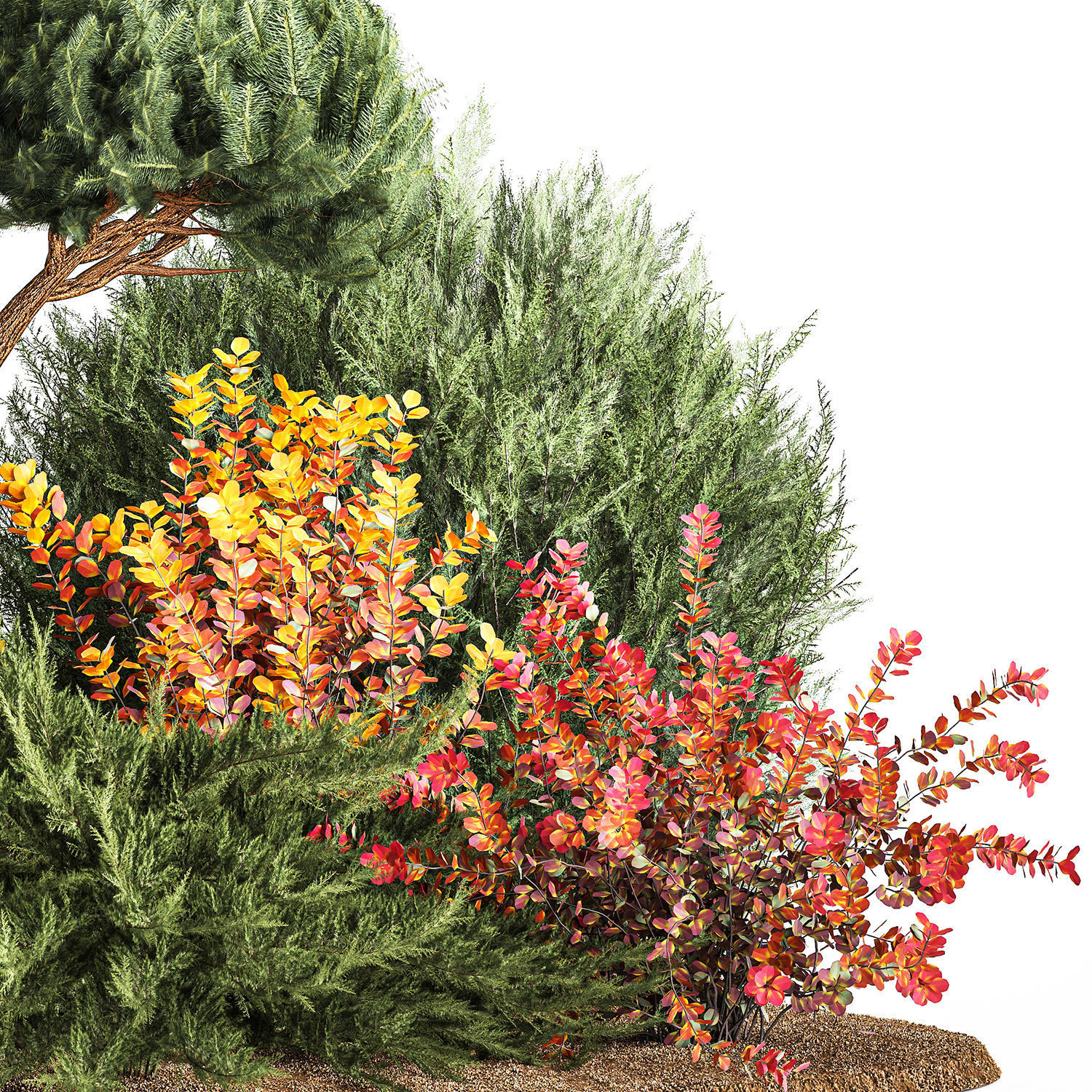 Garden of nivaki thuja juniper and barberry 1174 3D model_3