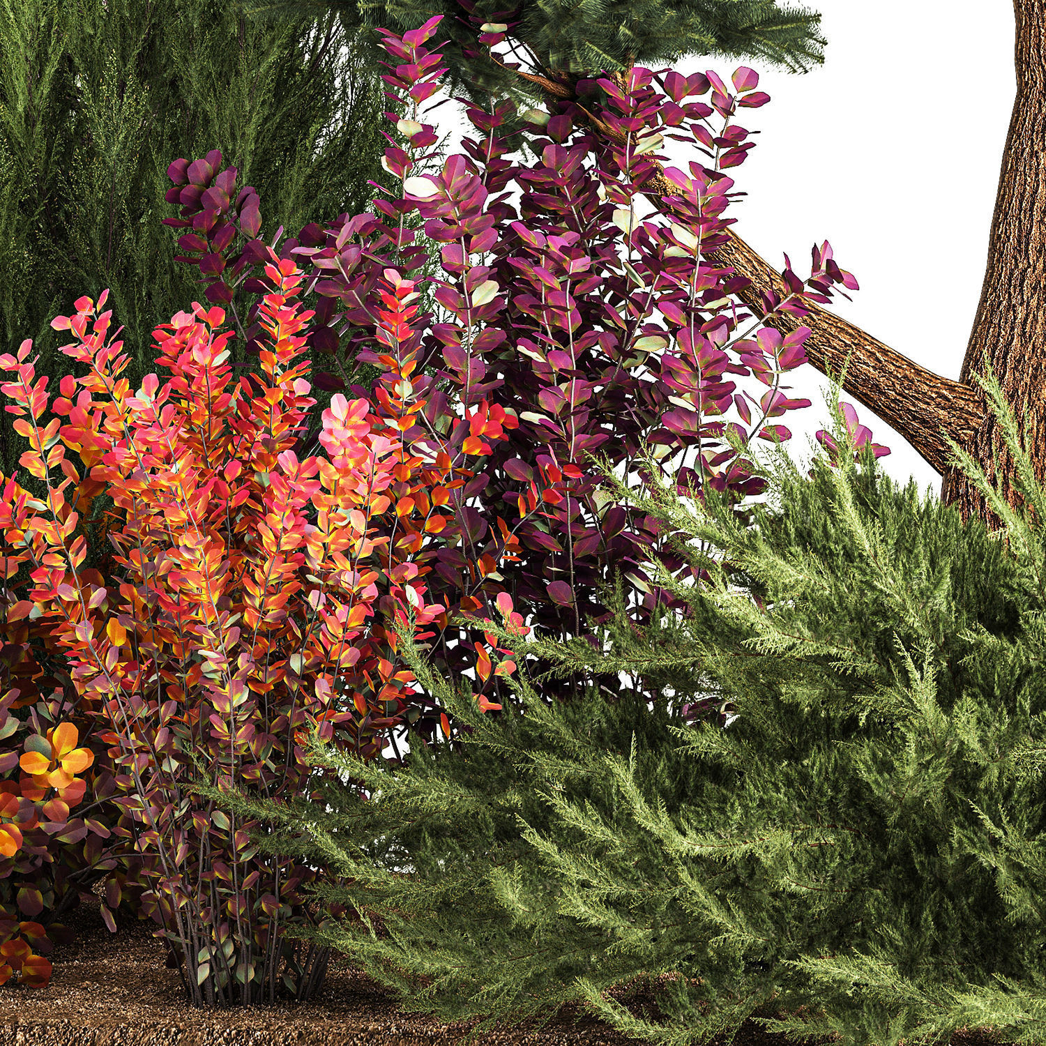 Garden of nivaki thuja juniper and barberry 1174 3D model_4