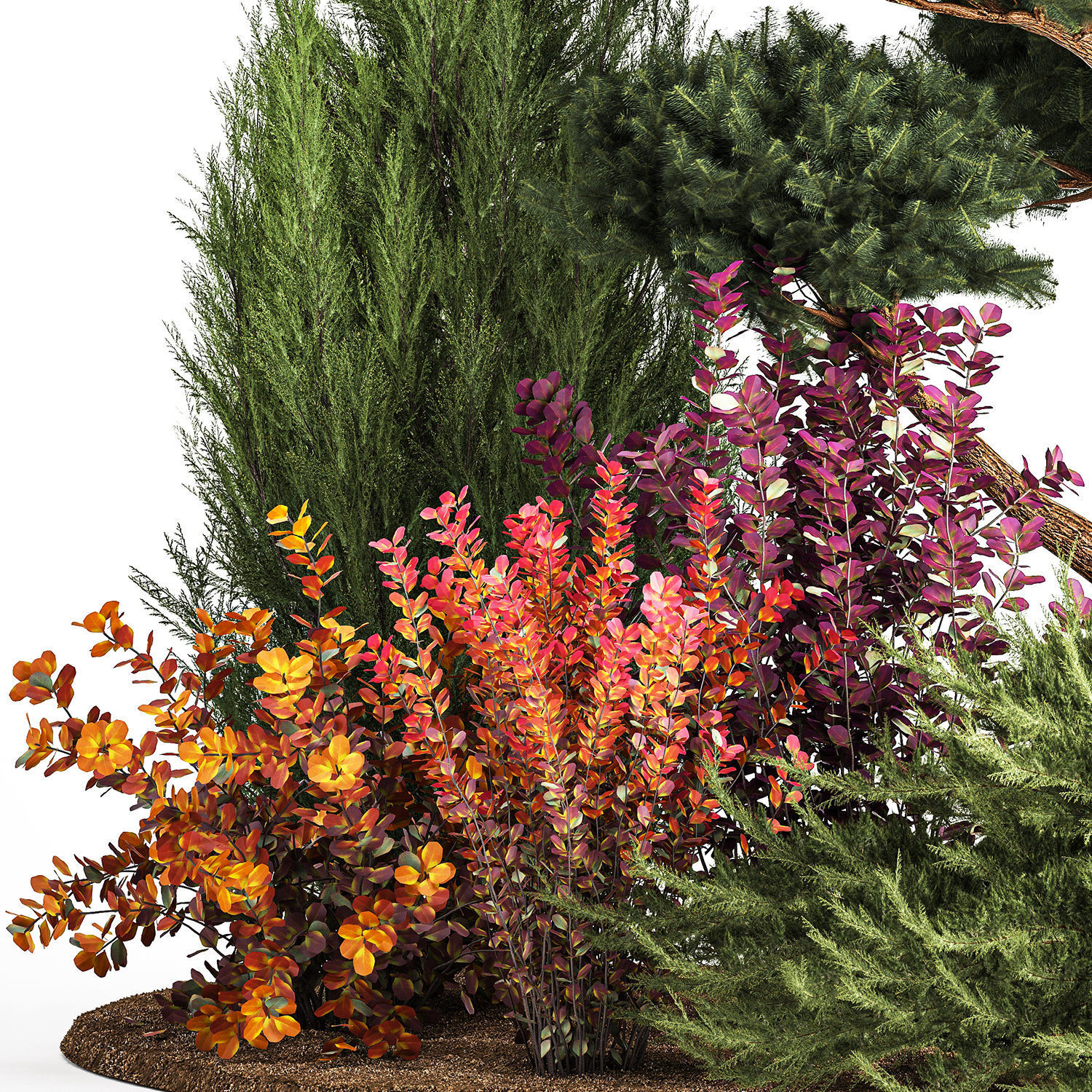 Garden of nivaki thuja juniper and barberry 1174 3D model_1