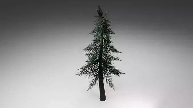 Pine Tree