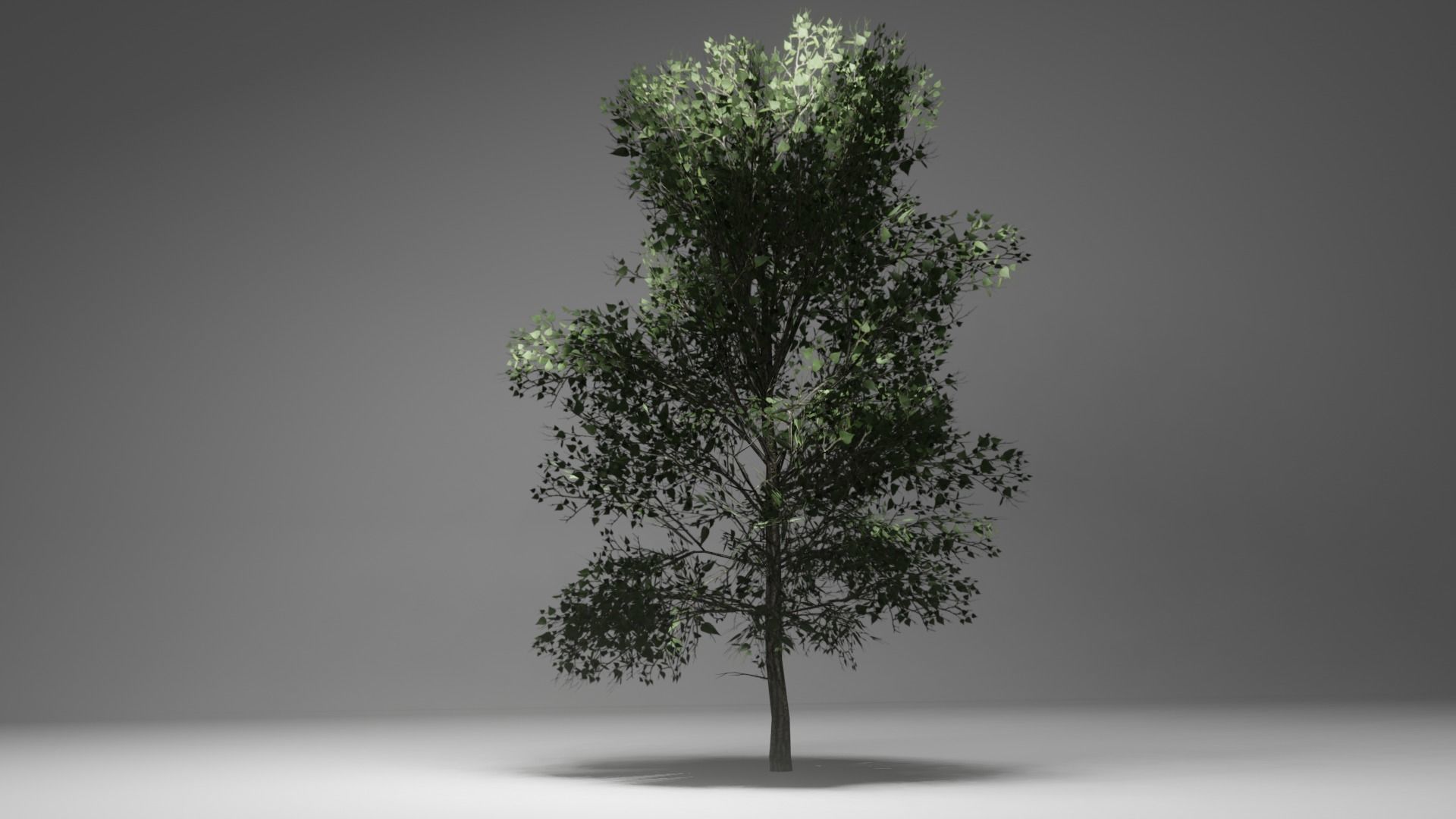 Lime Tree Game Ready Low-poly 3D model_1
