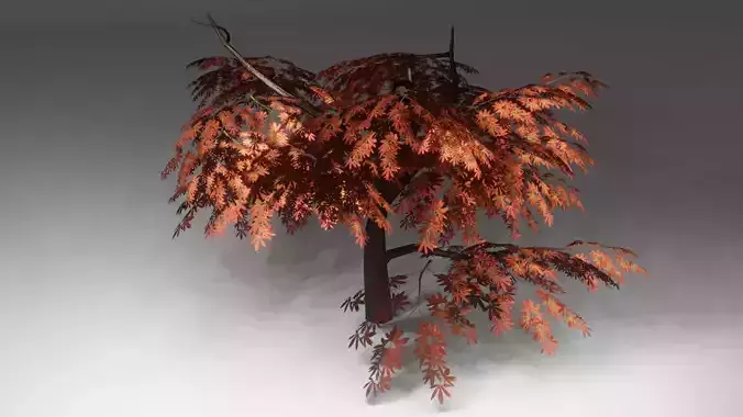 Japan Maple Tree Game Ready