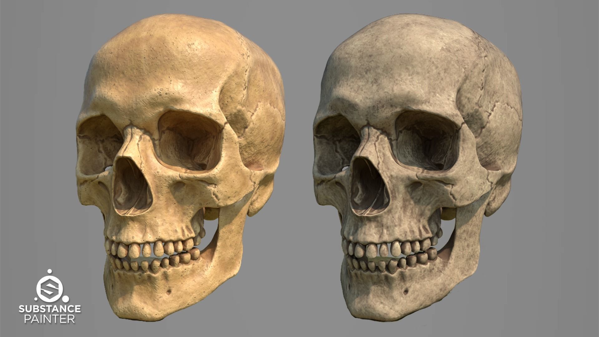 Bones Smart Material - Substance Painter 3D model_2