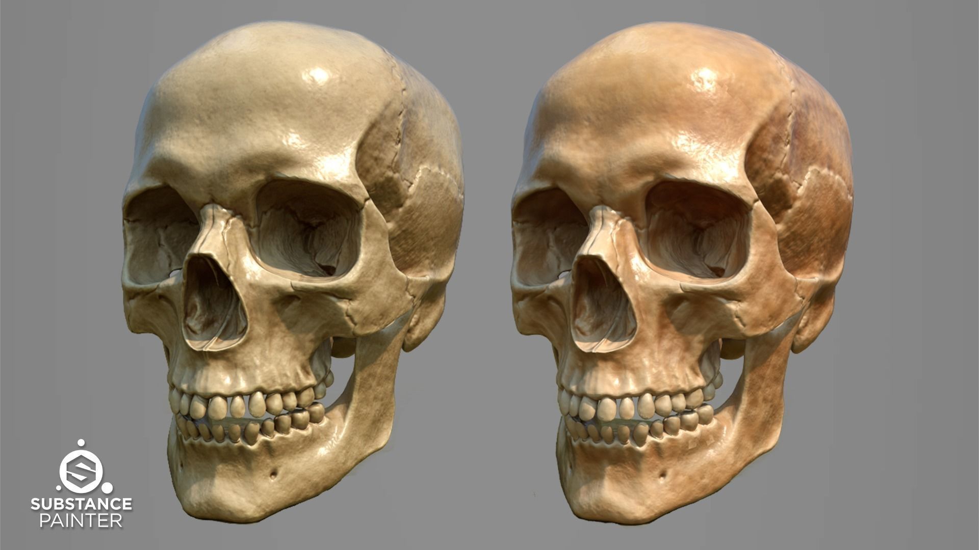 Bones Smart Material - Substance Painter 3D model_3