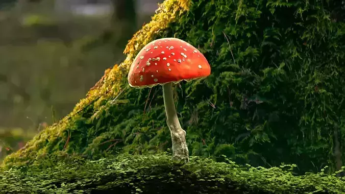 Red mushroom Low-poly 3D model