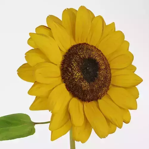 Sunflower 3D model