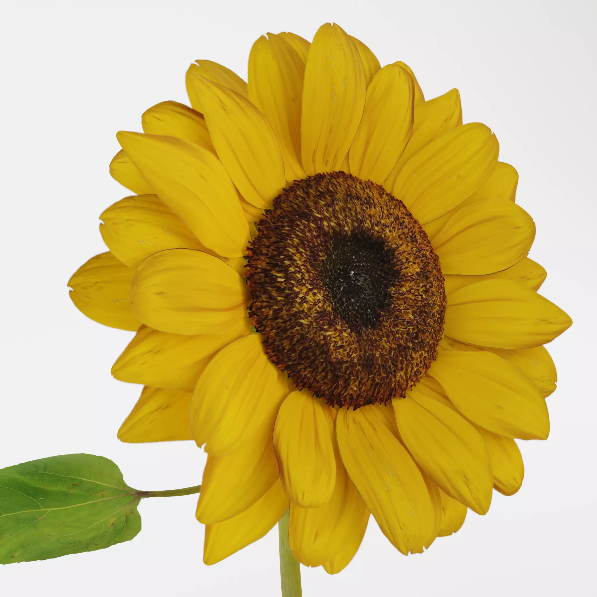 Sunflower 3D model_0