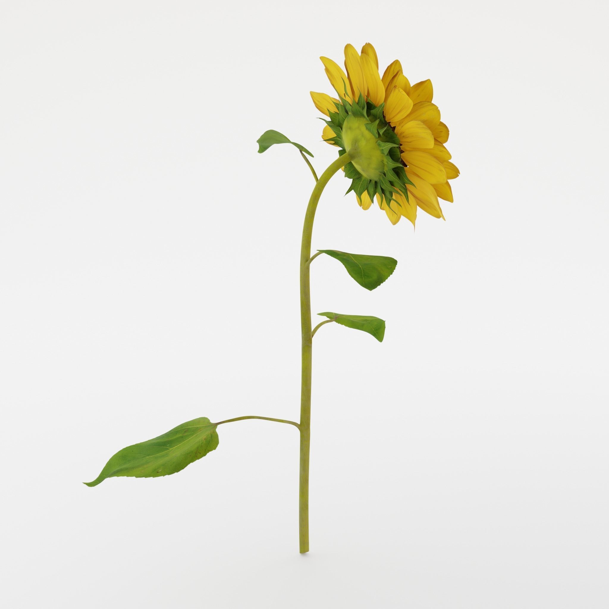 Sunflower 3D model_4