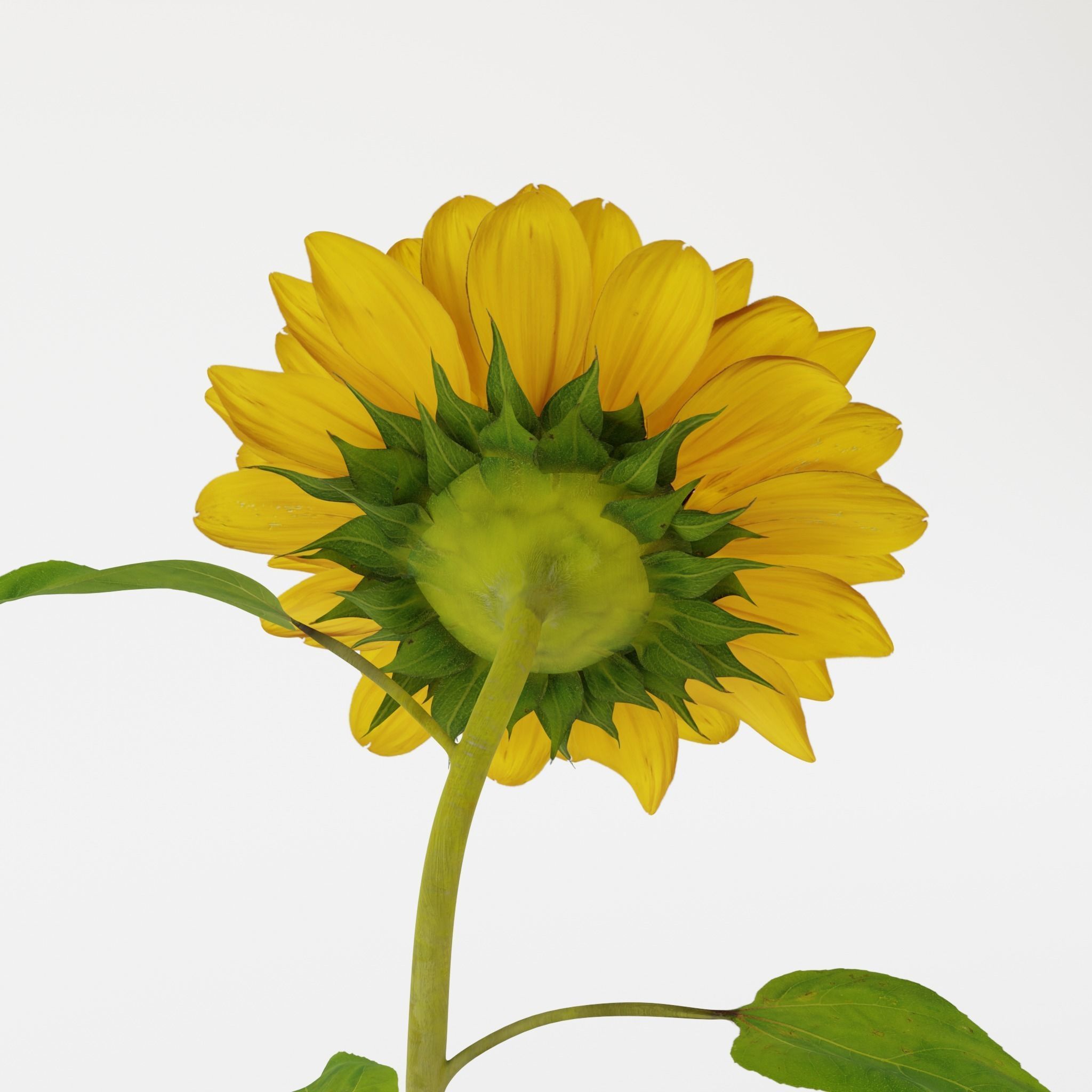 Sunflower 3D model_10