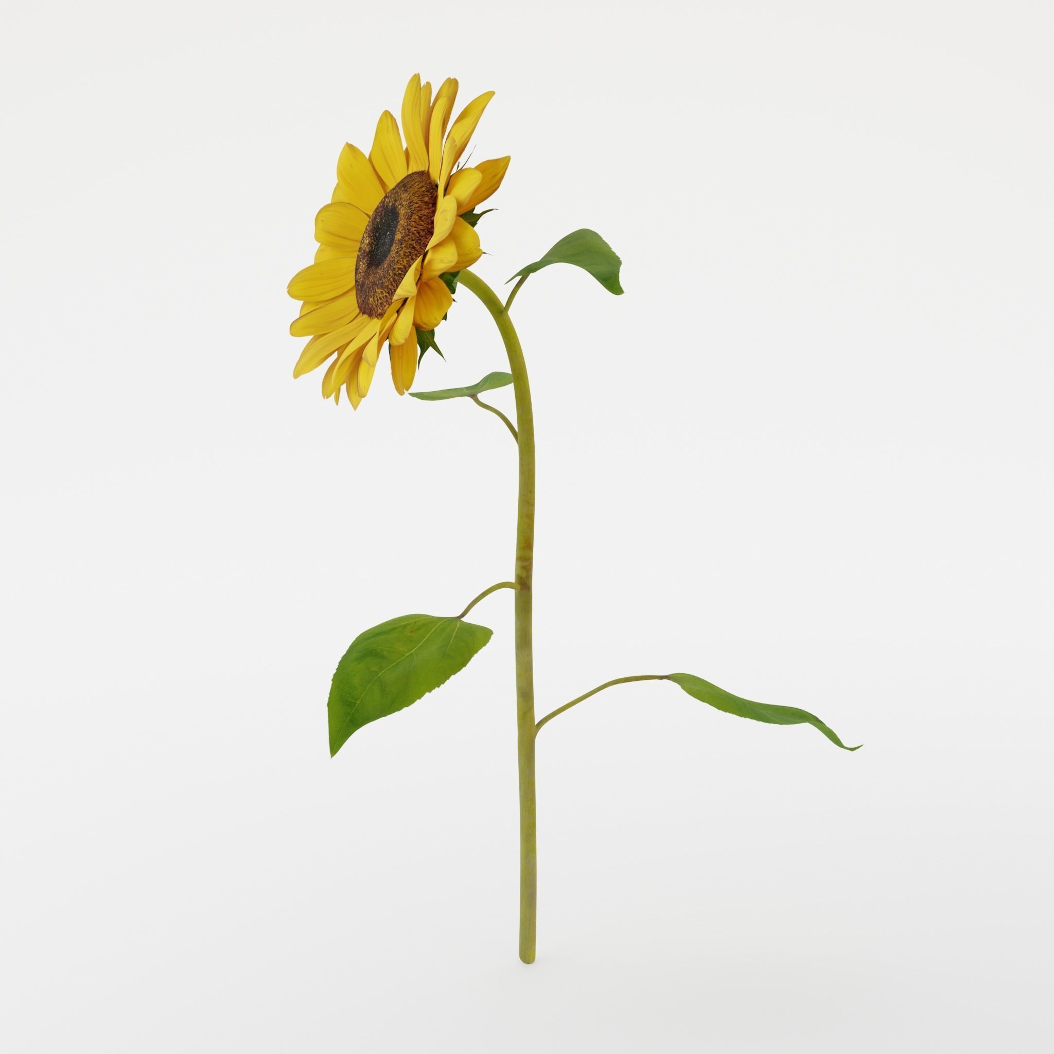 Sunflower 3D model_8