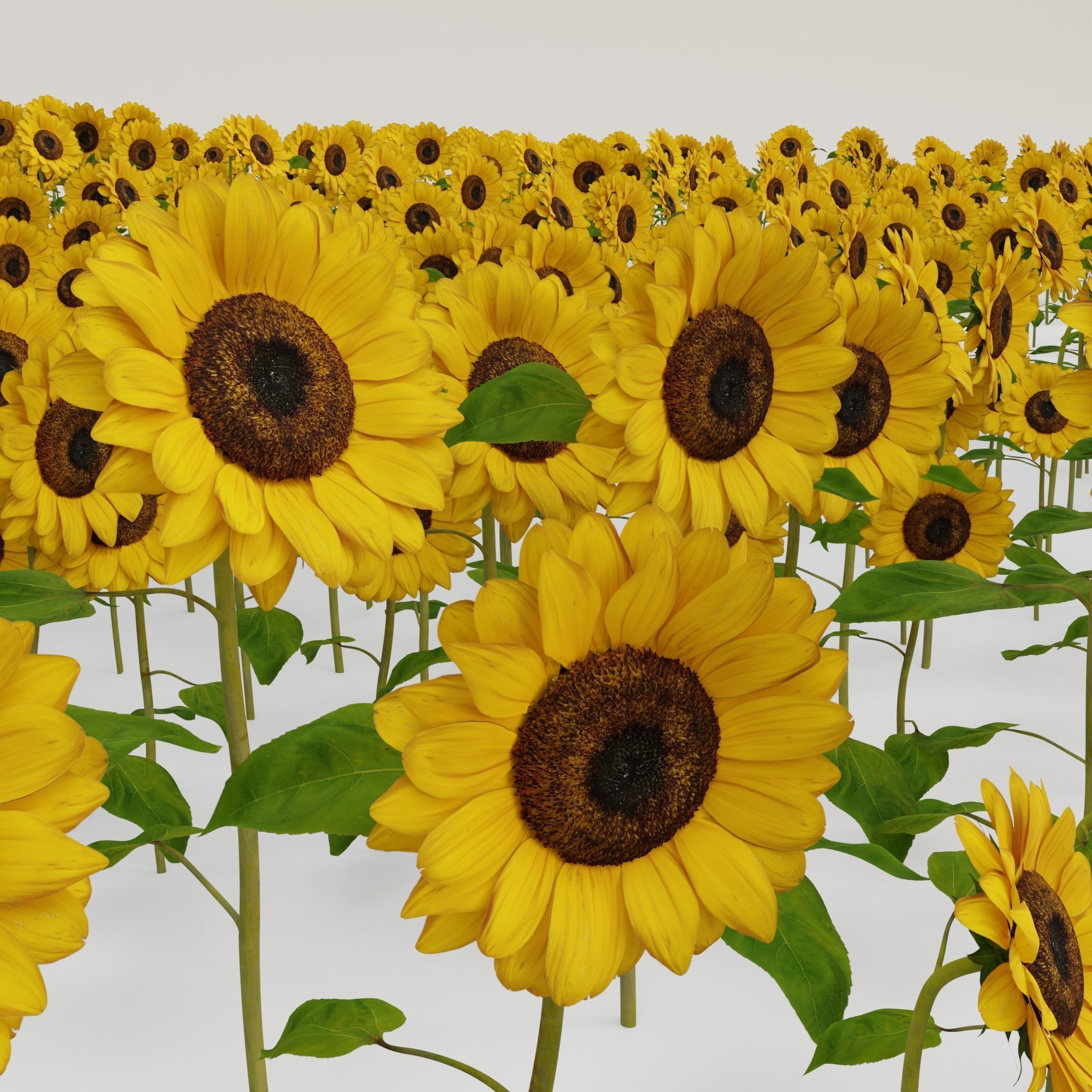 Sunflower 3D model_19