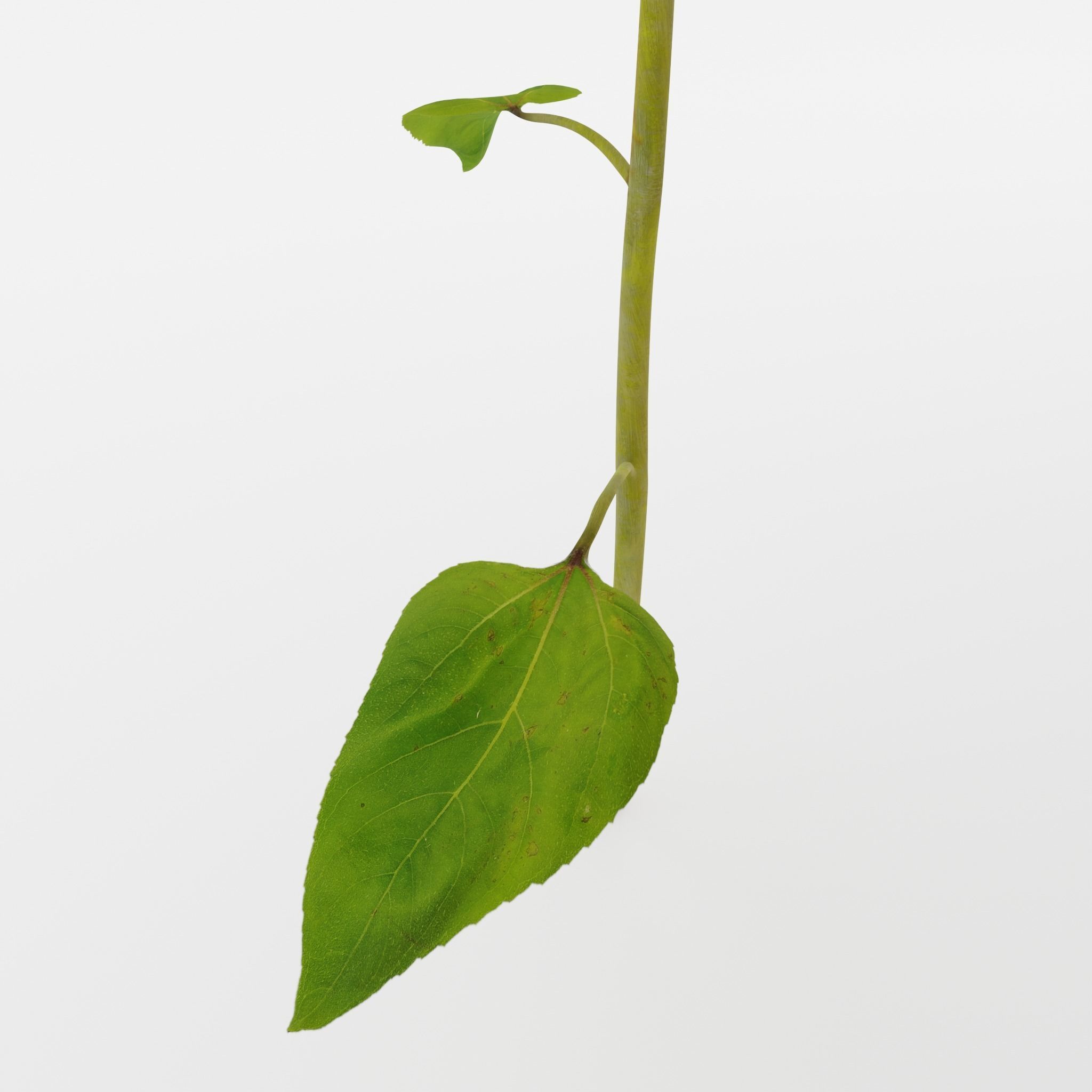 Sunflower 3D model_11