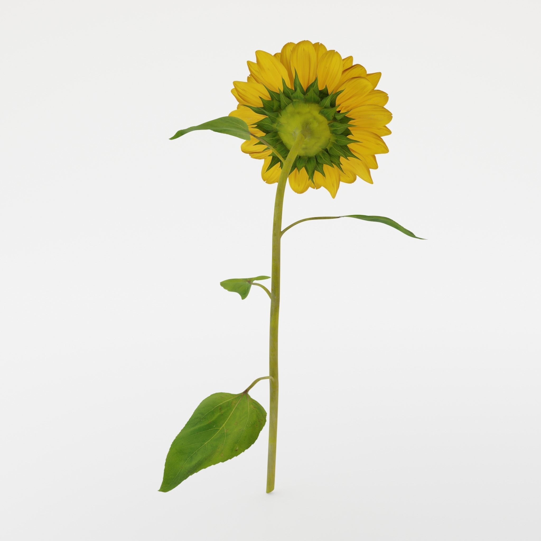 Sunflower 3D model_5