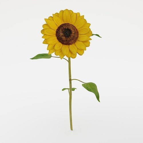 Sunflower 3D model 2