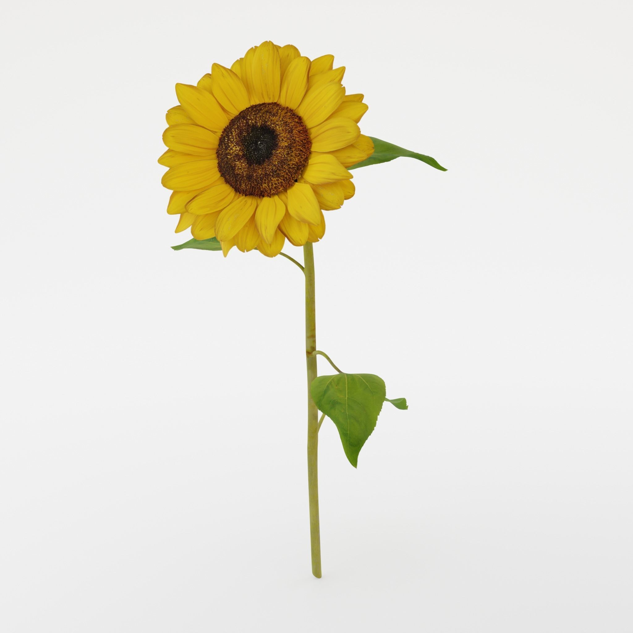Sunflower 3D model_9