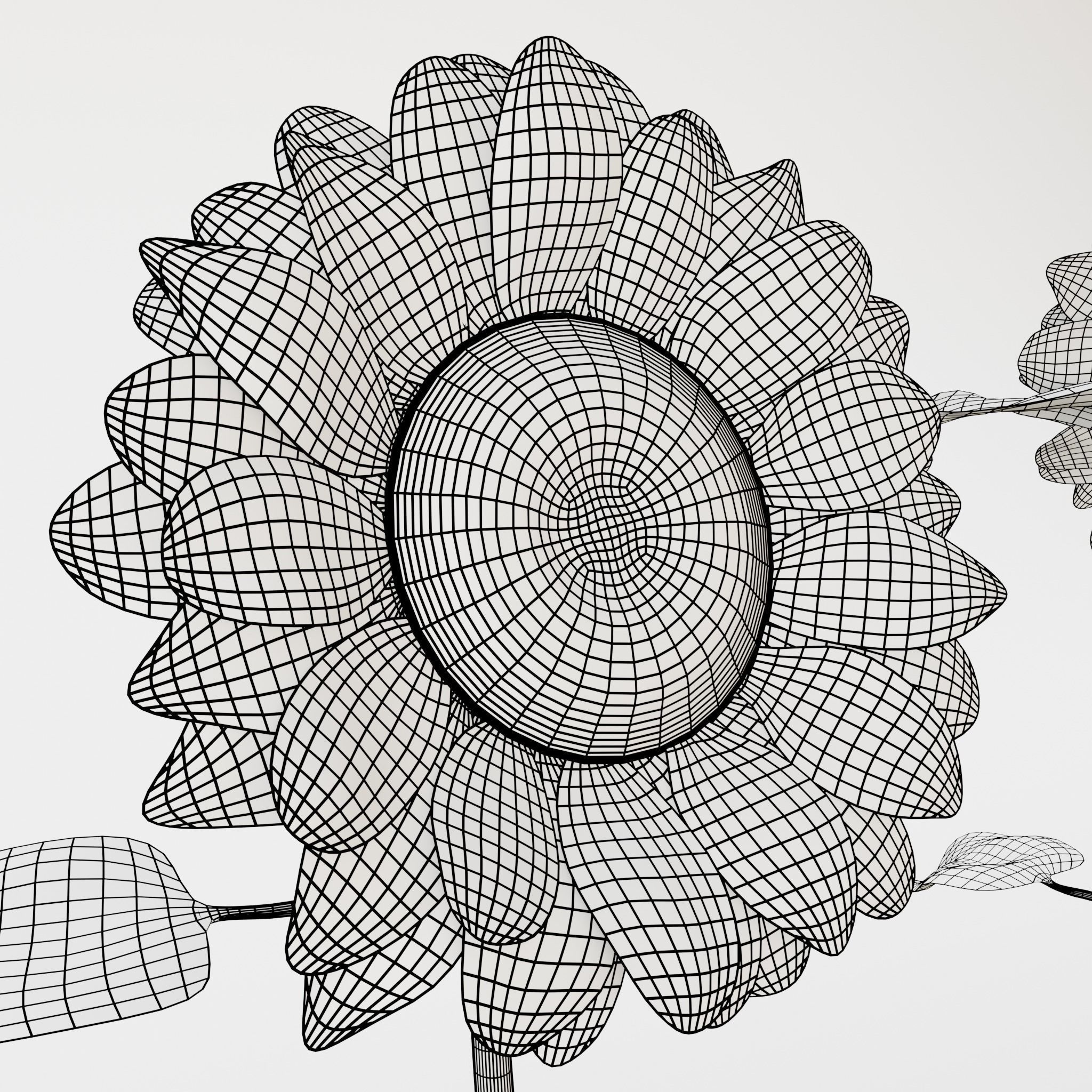 Sunflower 3D model_17