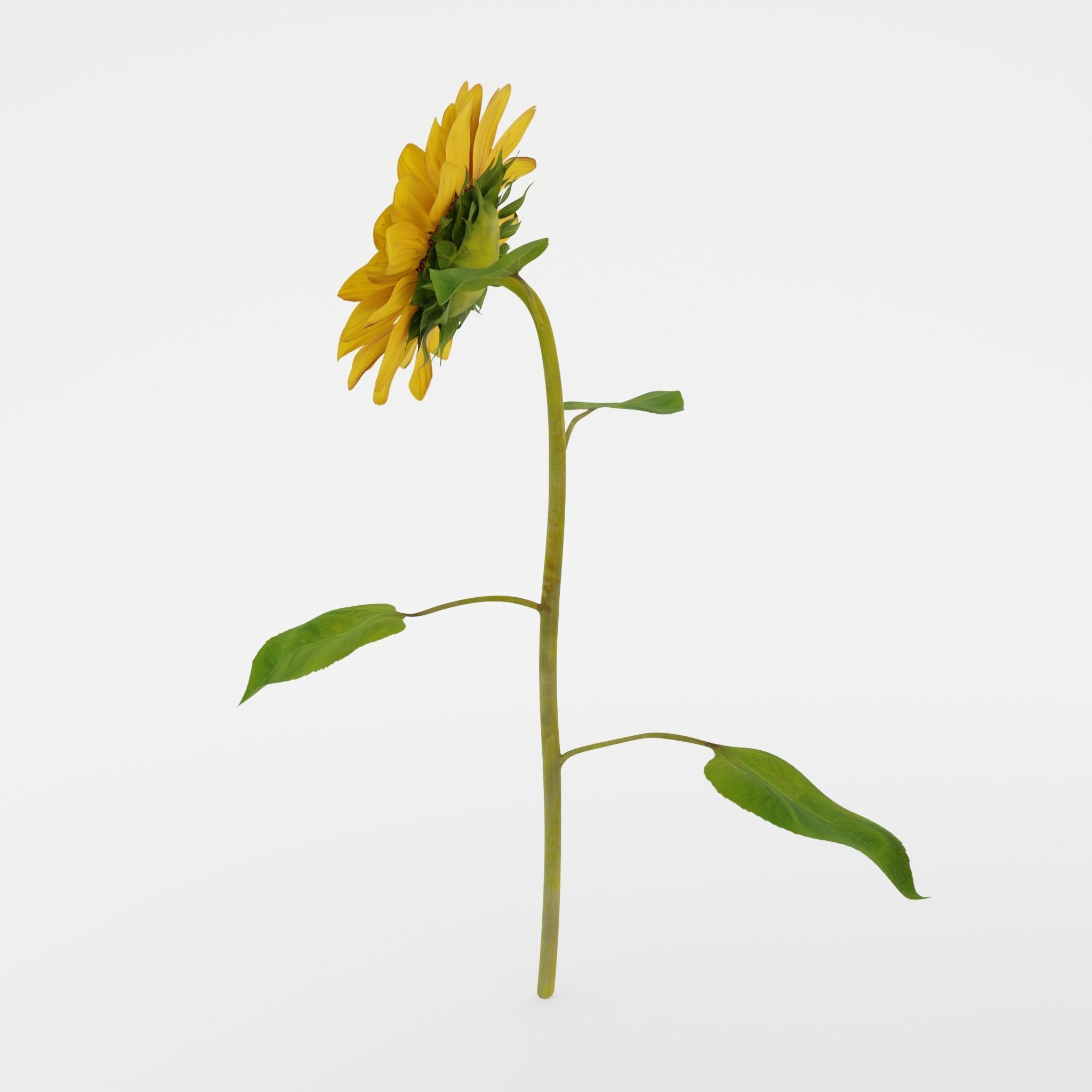 Sunflower 3D model_7