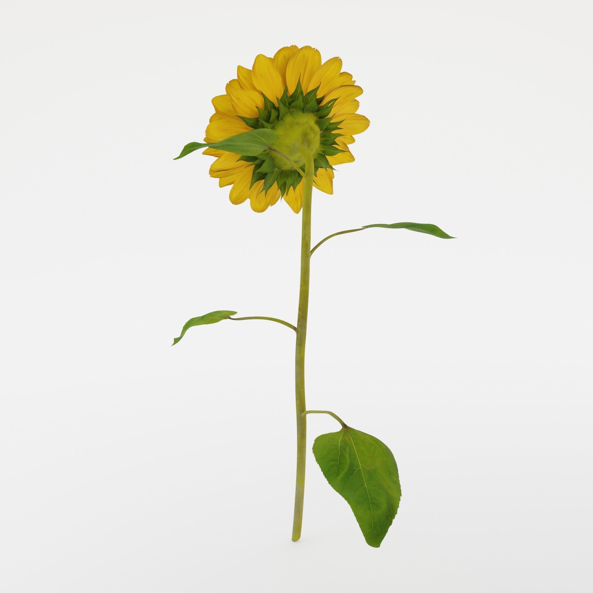 Sunflower 3D model_6
