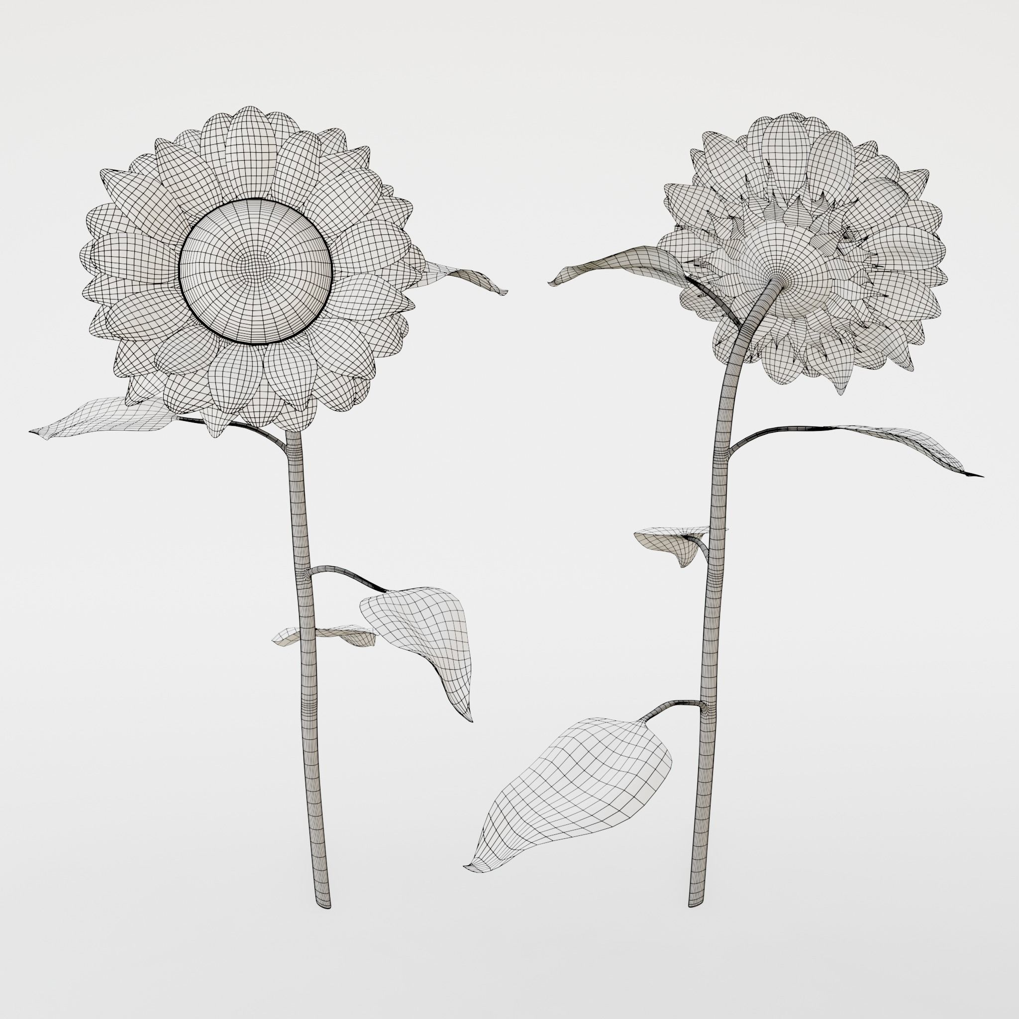 Sunflower 3D model_16