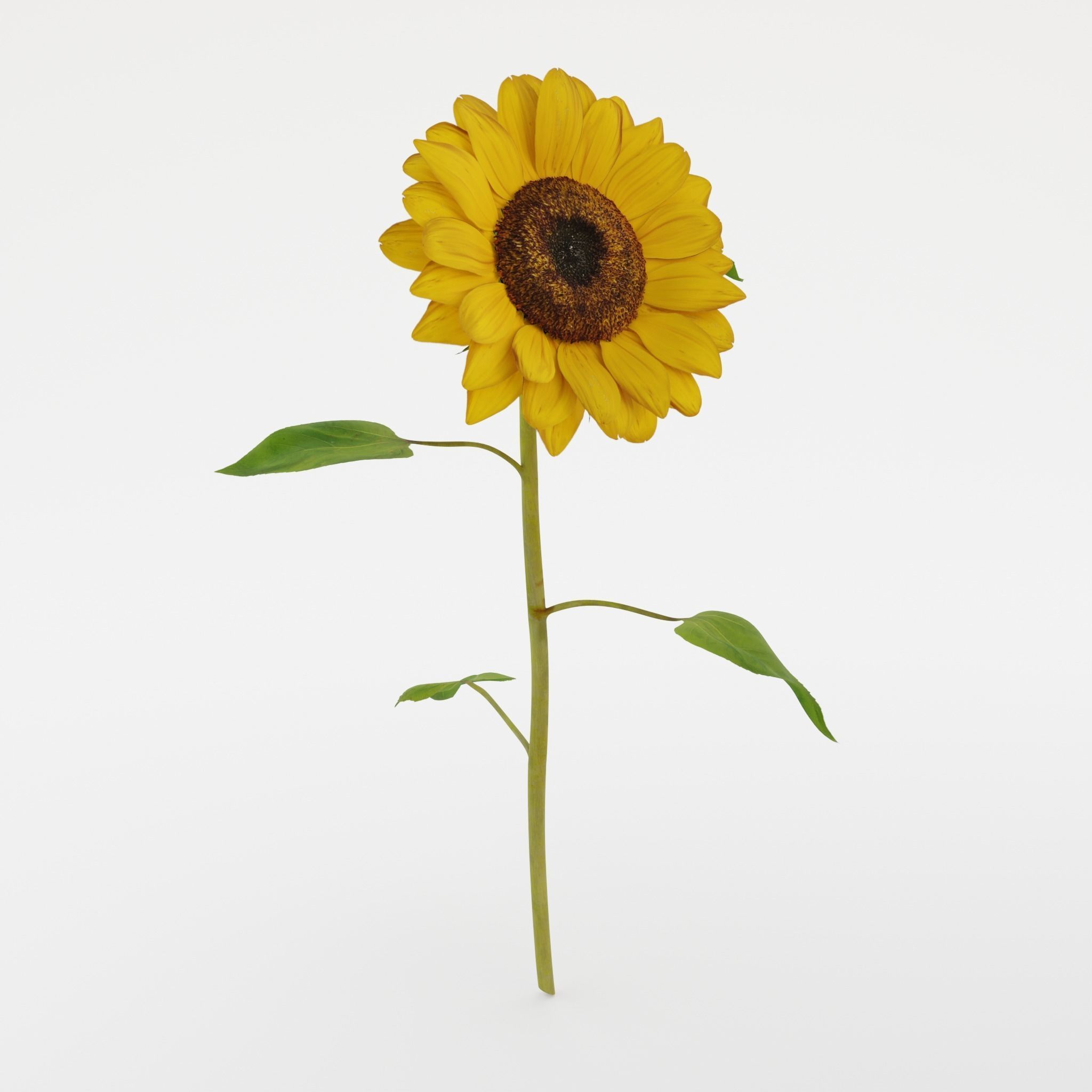 Sunflower 3D model_2