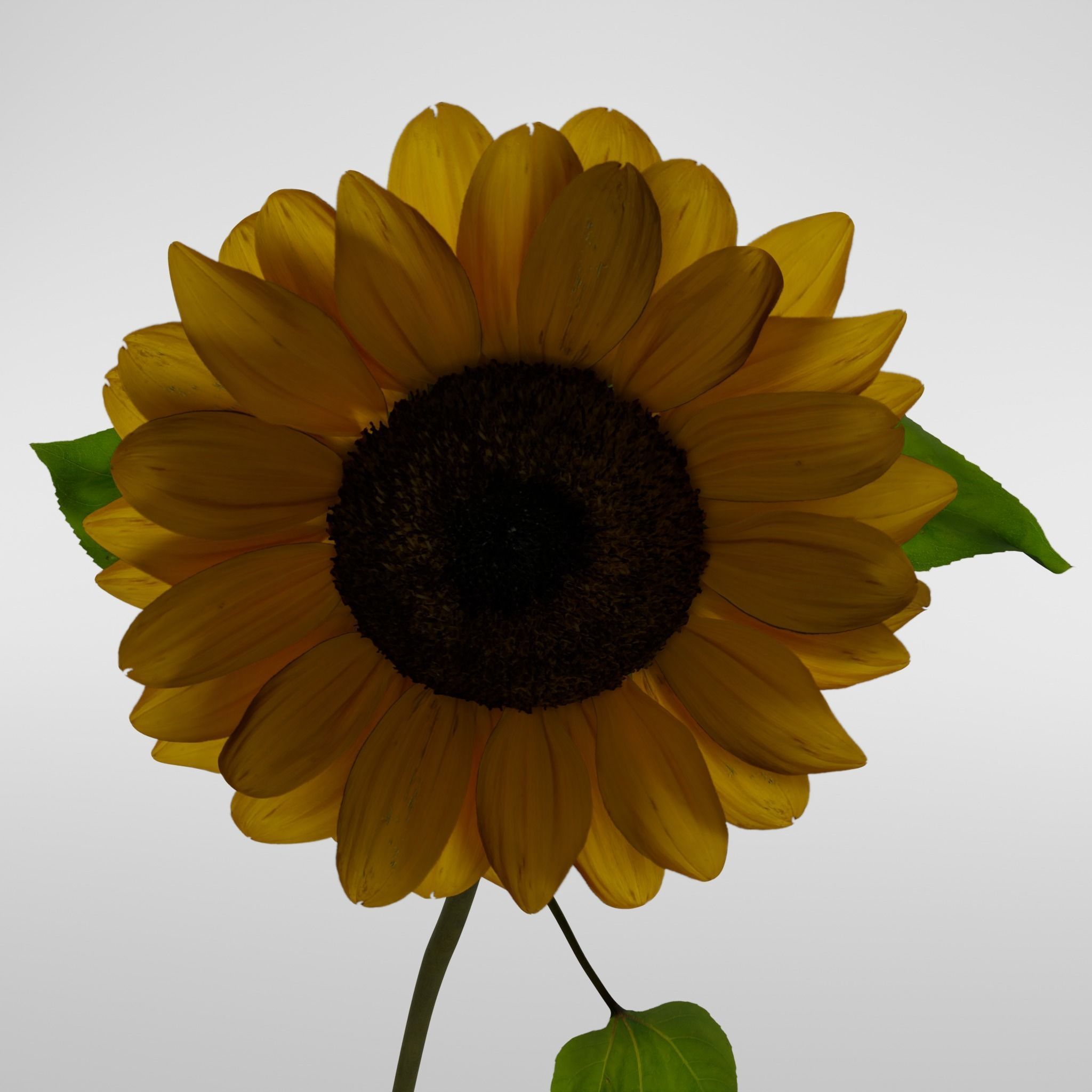 Sunflower 3D model_12