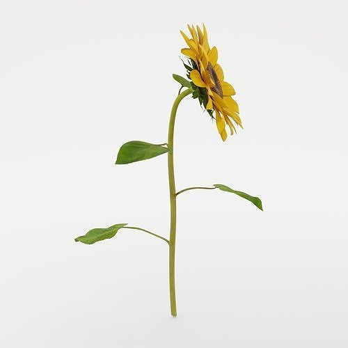 Sunflower 3D model 4