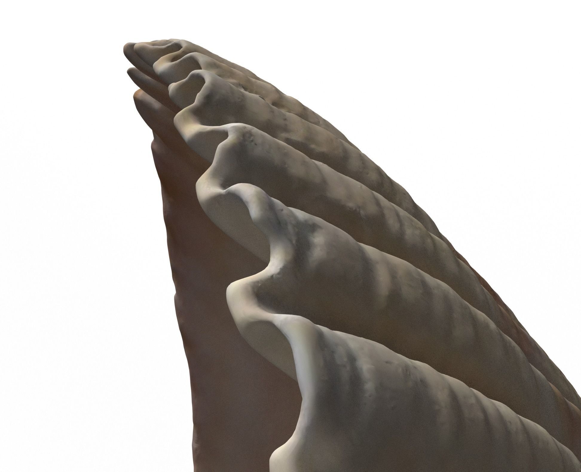 Atlantic giant cockle scallop shell  3D model_5