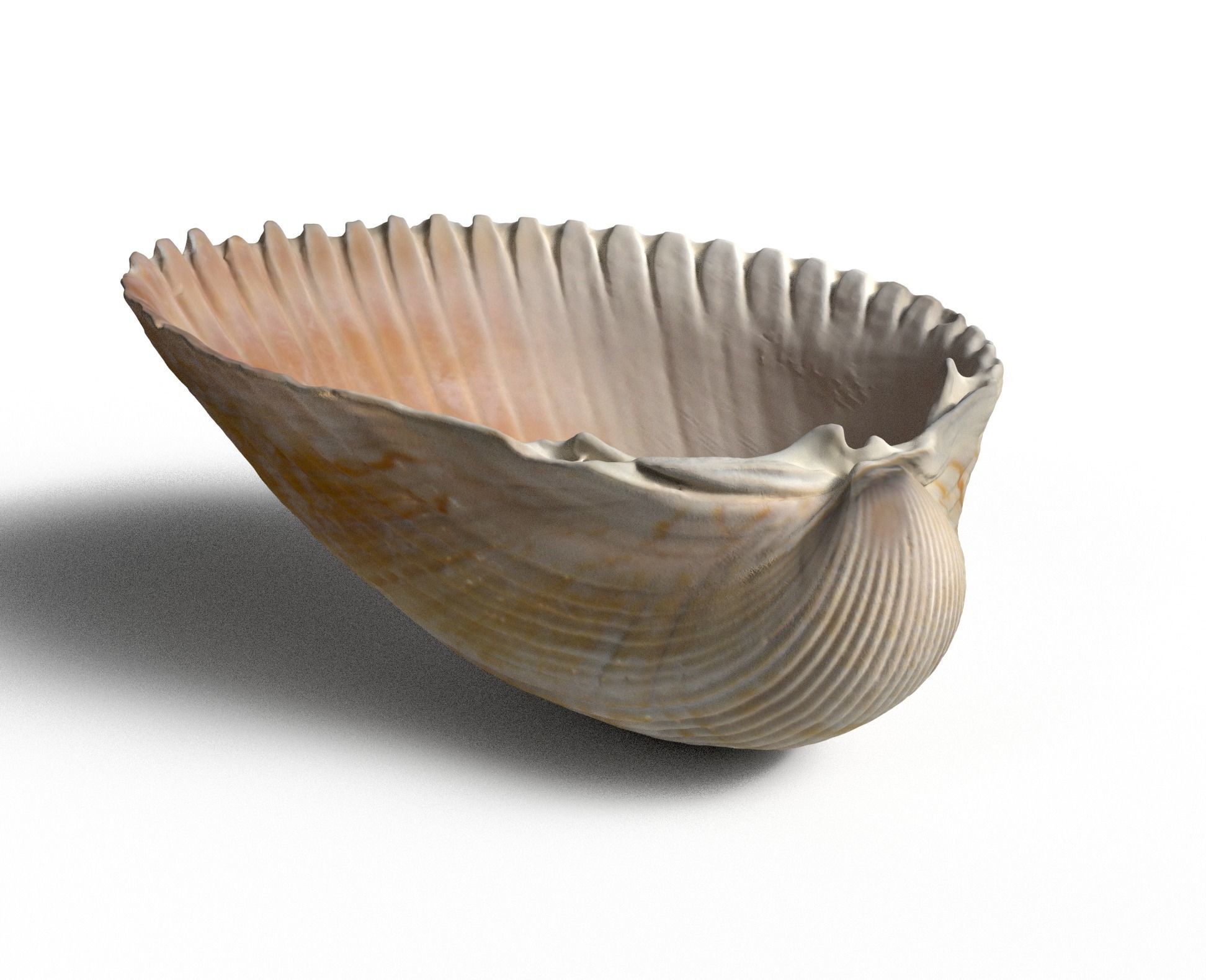 Atlantic giant cockle scallop shell  3D model_4