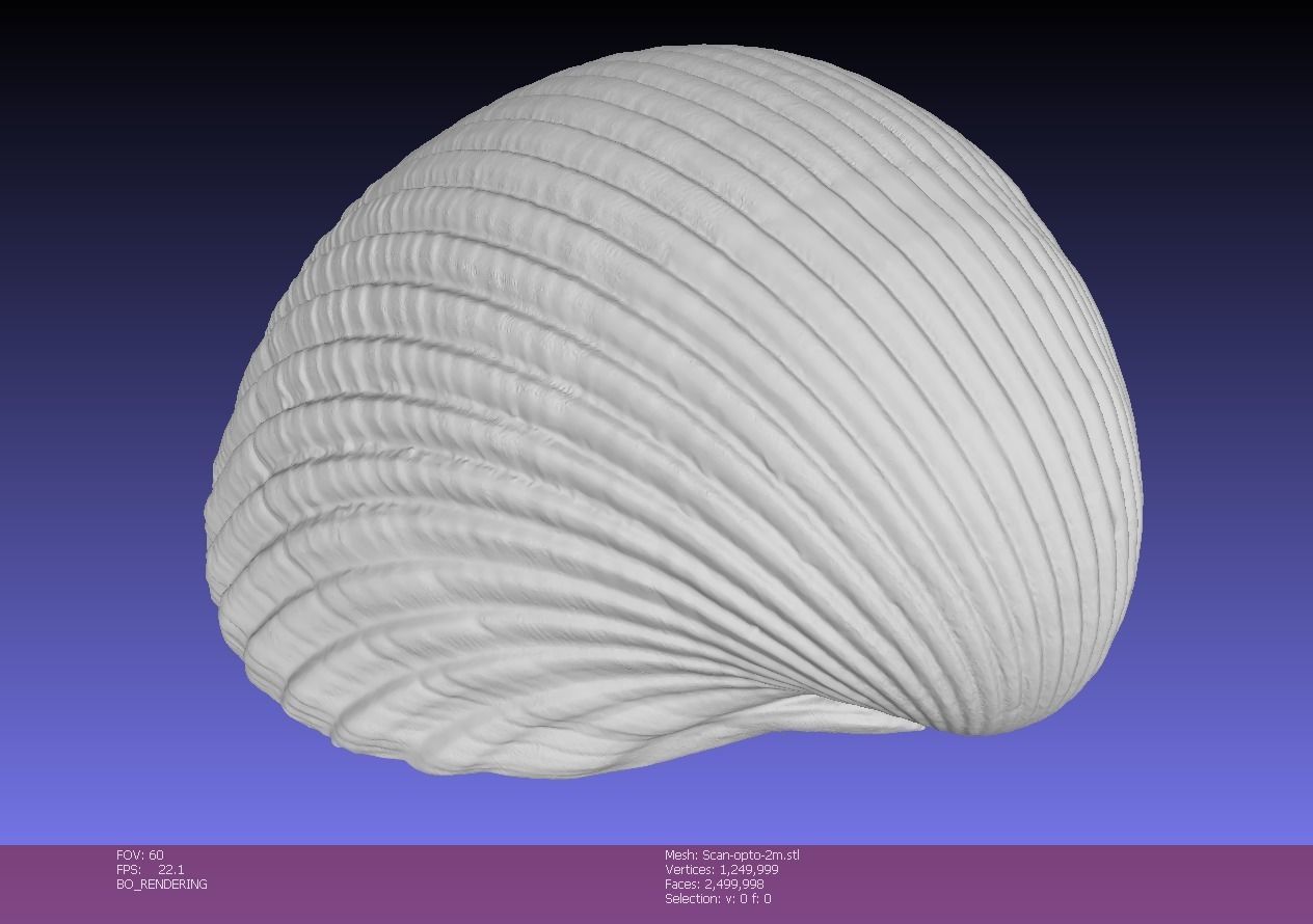 Atlantic giant cockle scallop shell  3D model_7