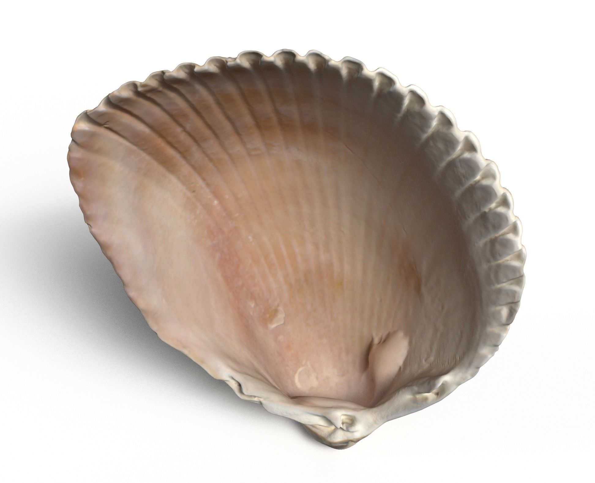 Atlantic giant cockle scallop shell  3D model_2