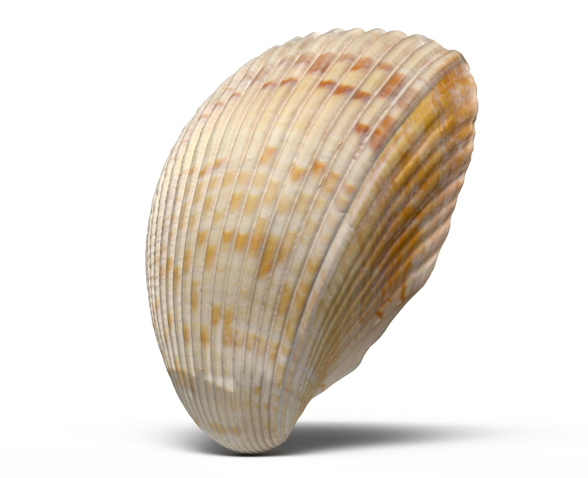 Atlantic giant cockle scallop shell  3D model_1