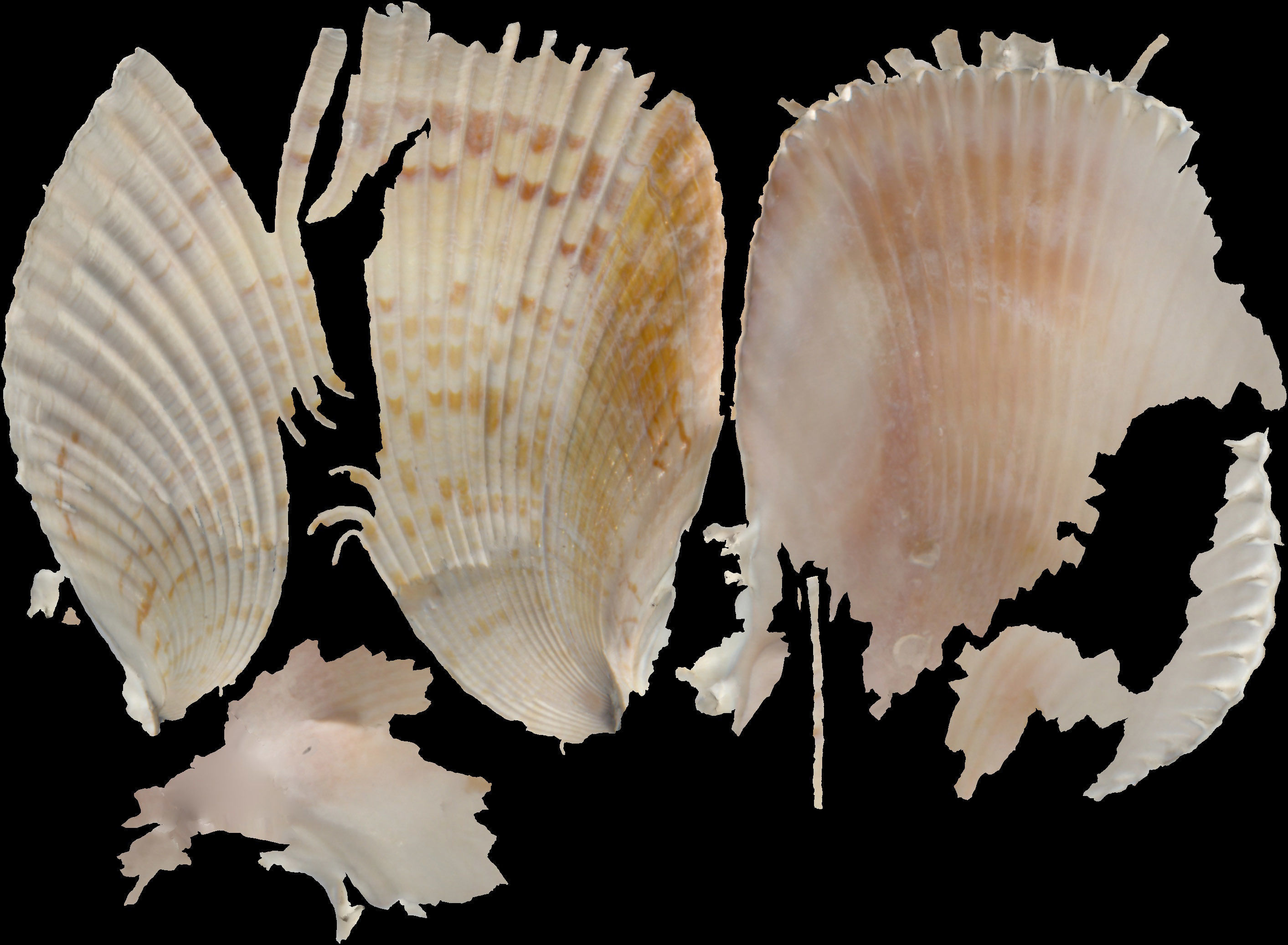 Atlantic giant cockle scallop shell  3D model_8
