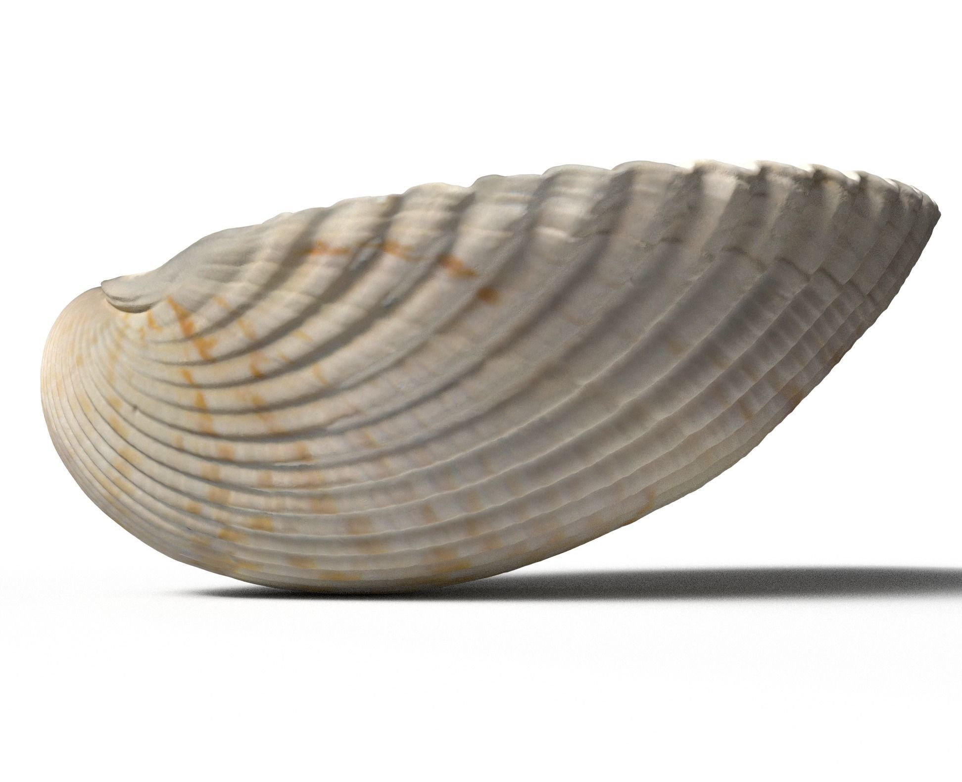 Atlantic giant cockle scallop shell  3D model_3