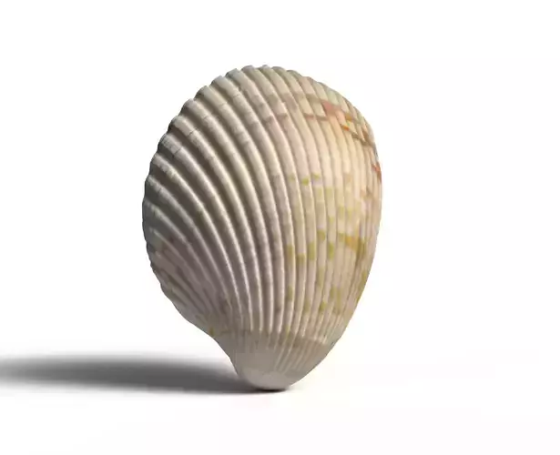 Atlantic giant cockle scallop shell  3D model