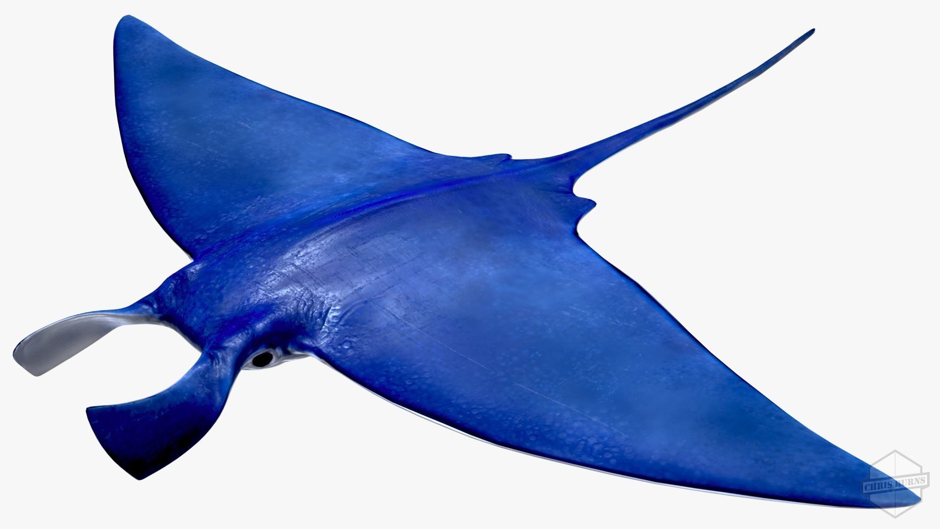 Rigged and Animated Manta ray sea creature Low-poly 3D model_9