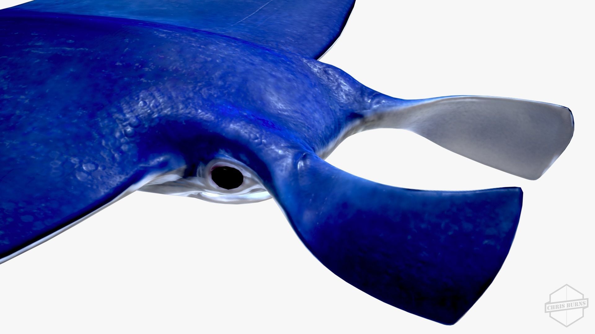 Rigged and Animated Manta ray sea creature Low-poly 3D model_7