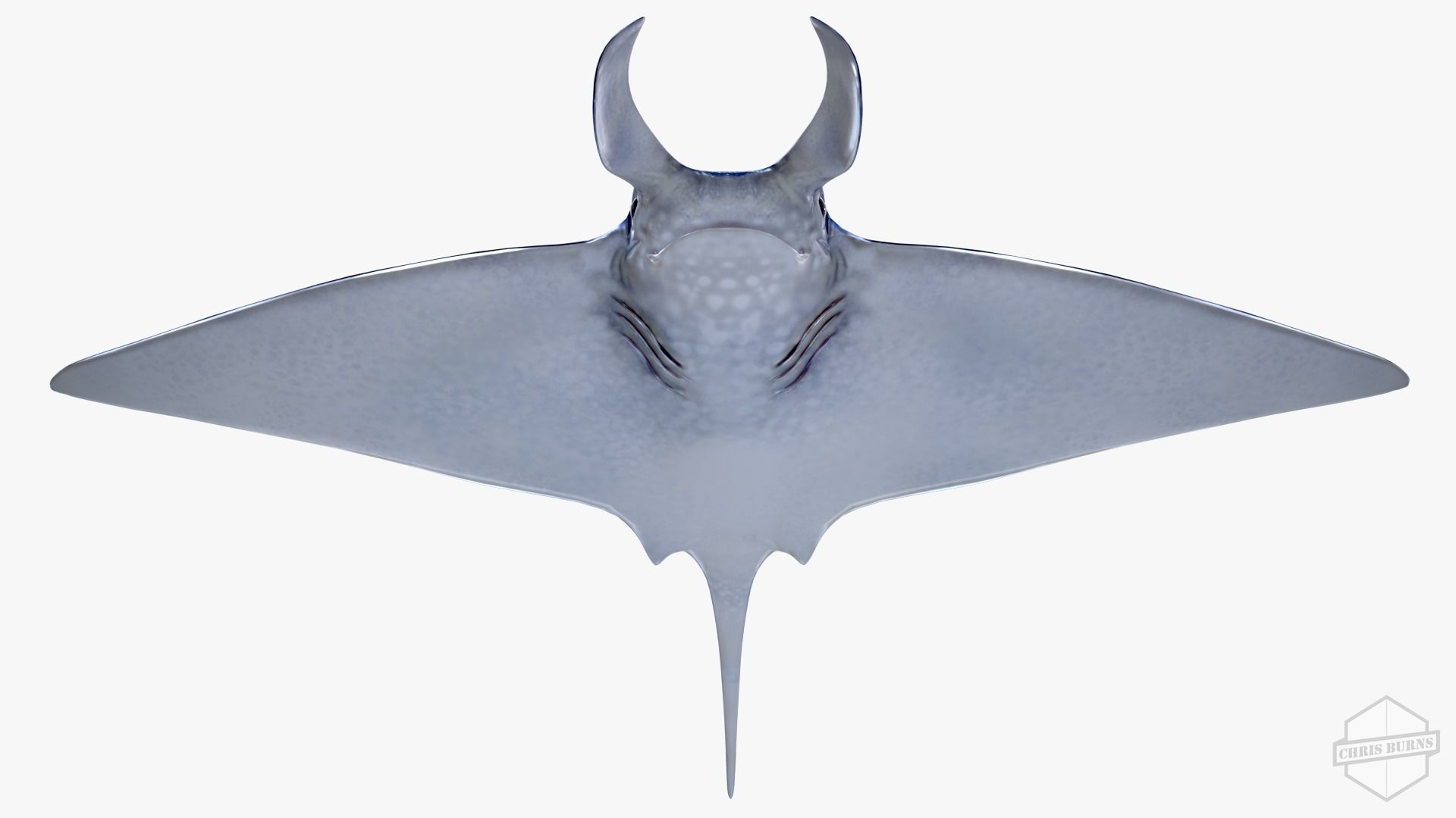 Rigged and Animated Manta ray sea creature Low-poly 3D model_3