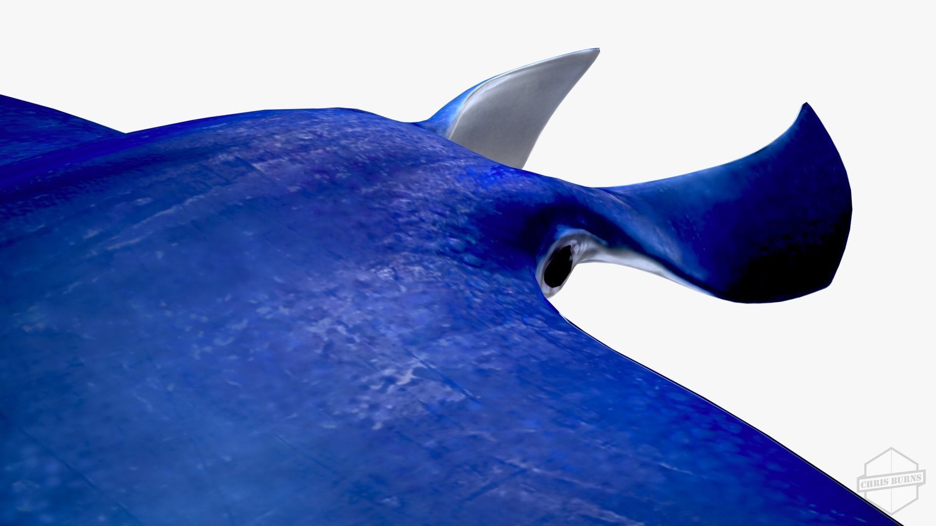 Rigged and Animated Manta ray sea creature Low-poly 3D model_6