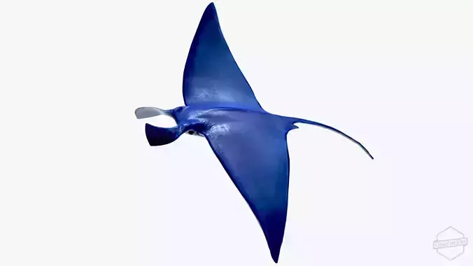 Rigged and Animated Manta ray sea creature