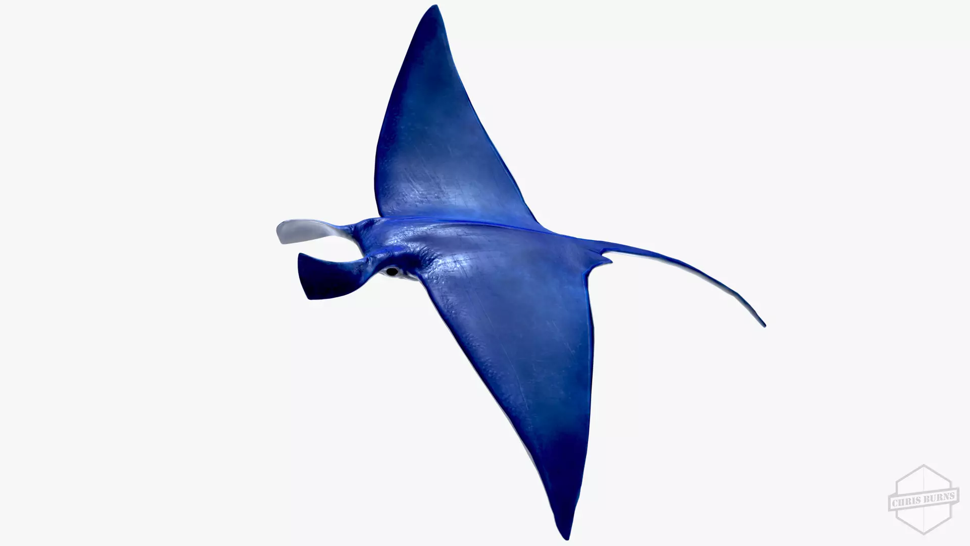 Rigged and Animated Manta ray sea creature Low-poly 3D model_0