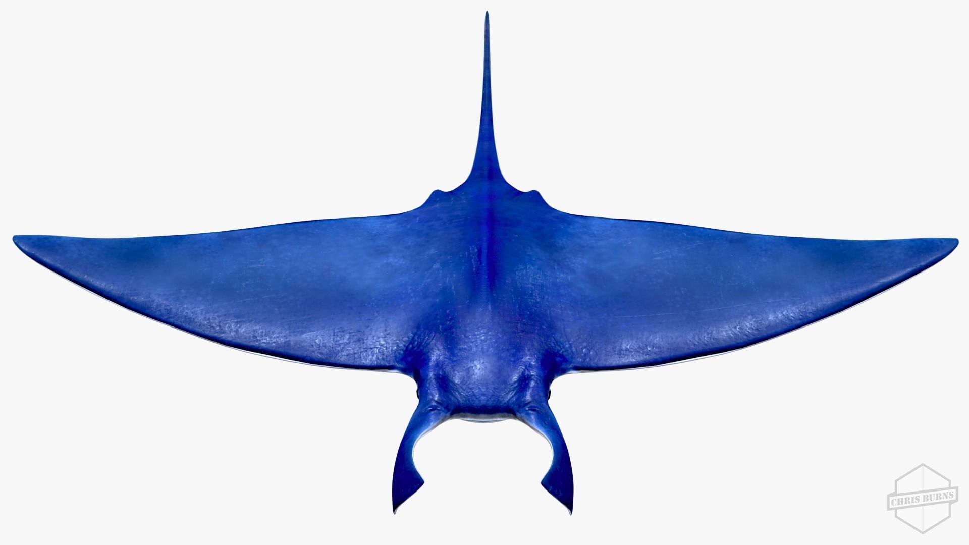 Rigged and Animated Manta ray sea creature Low-poly 3D model_4