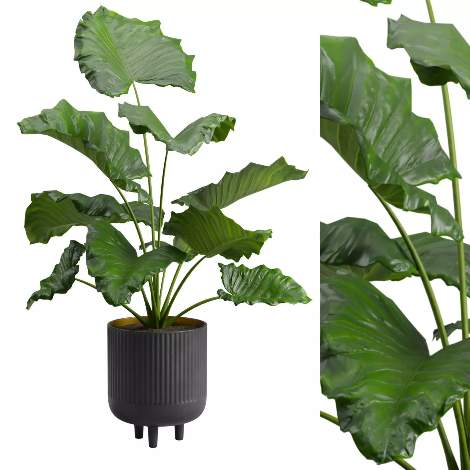 Potted Alocasia Macrorrhiza 3D model