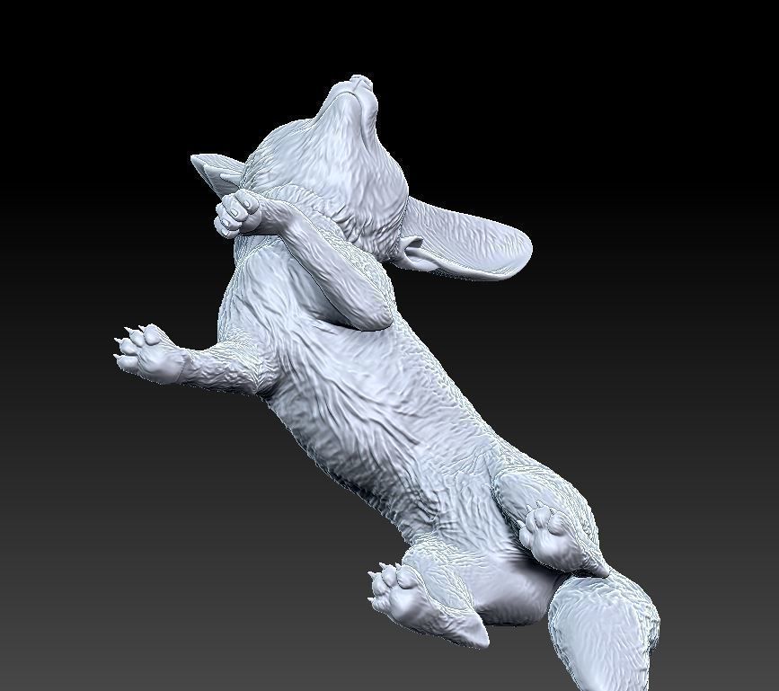 fennec fox 3D print model_5