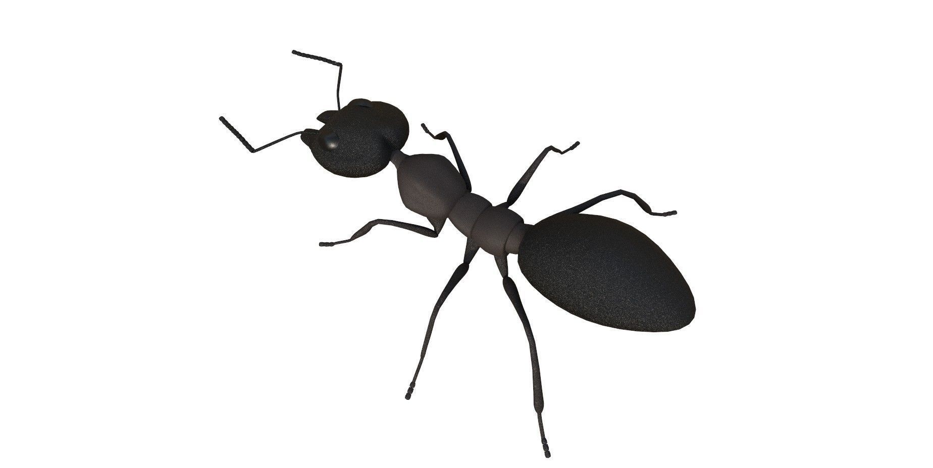 Ant 3d Model 3D model_2