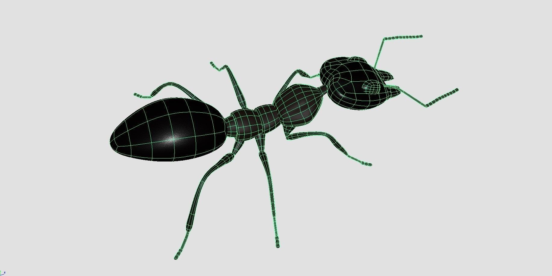 Ant 3d Model 3D model_3
