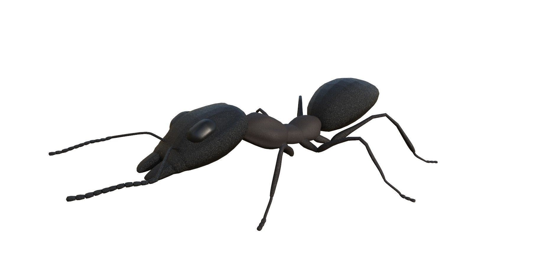 Ant 3d Model 3D model_1