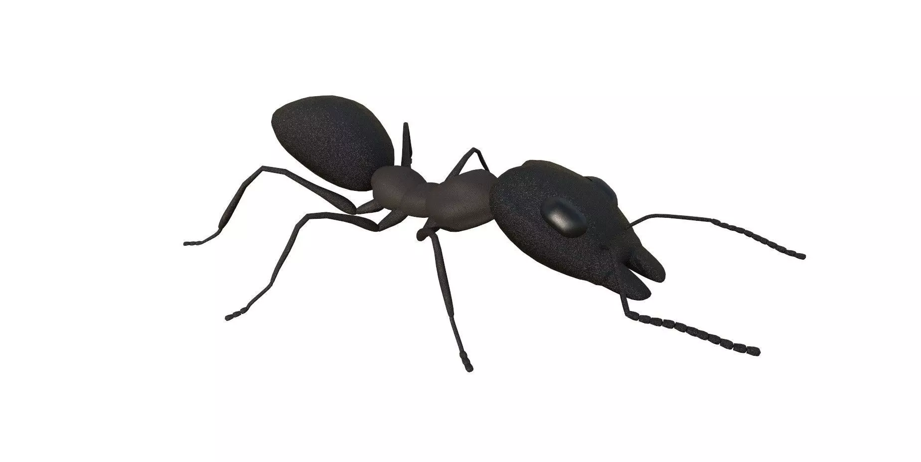 Ant 3d Model 3D model_0