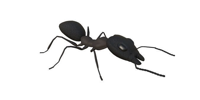 Ant 3d Model 3D model